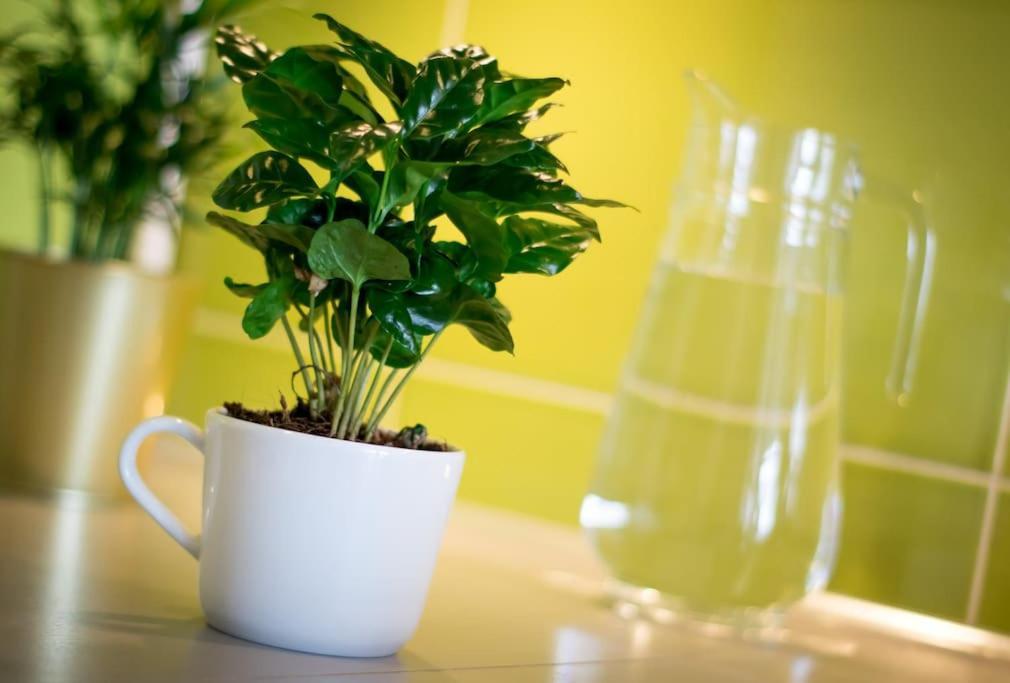 Appartement Batorego